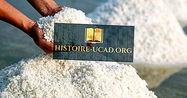 Kinh tế học - Tất cả về ngành muối
