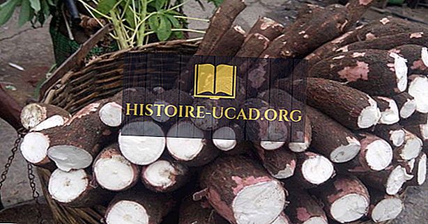 Į viršų Cassava gaminančios šalys pasaulyje
