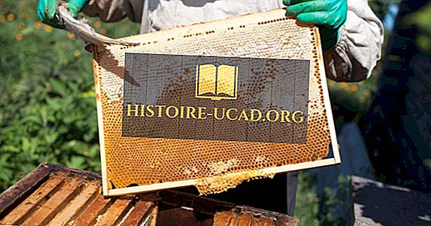 Ledende Honey Producing States i USA