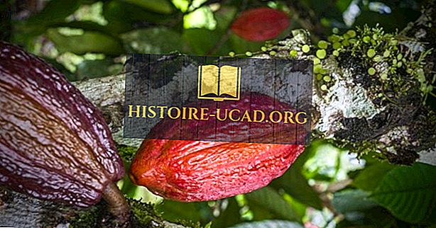 persekitaran - Apakah Kakao (The Cocoa Bean)?