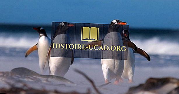 Gentoo Penguin Fakty: Antarktídske zvieratá