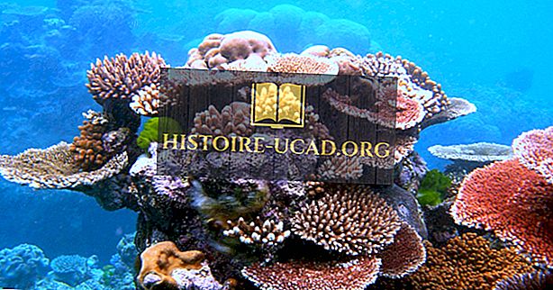 Какви са коралите и защо са важни?