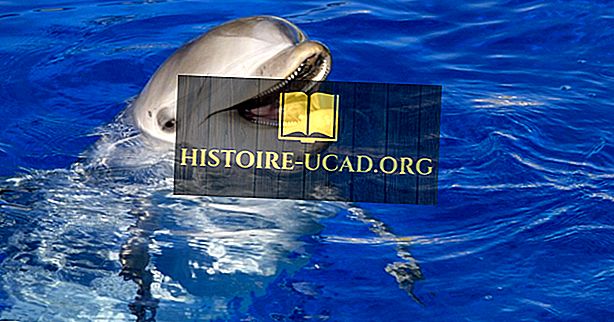 навколишнє середовище - Флакони фактів дельфіна: тварини Північної Америки