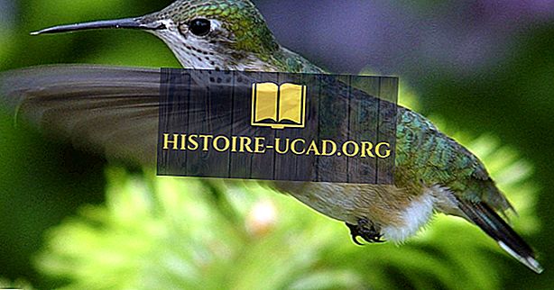 สิ่งแวดล้อม - ข้อเท็จจริงของ Calliope Hummingbird: สัตว์ในอเมริกาเหนือ