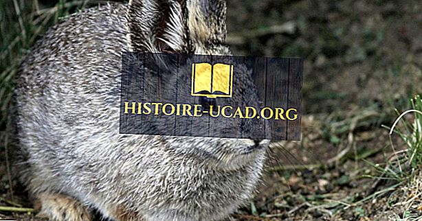 okolje - Pigmy Rabbit Facts: Živali Severne Amerike