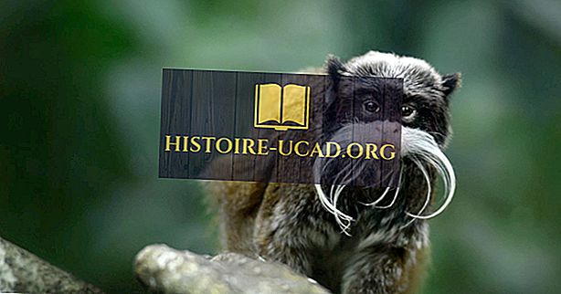 meio Ambiente - Fatos de mico-imperador-barbudo: Animais da América do Sul
