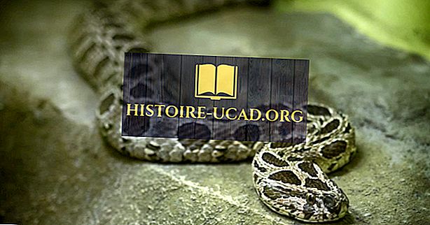 środowisko - Russell's Viper Facts: Animals of Asia