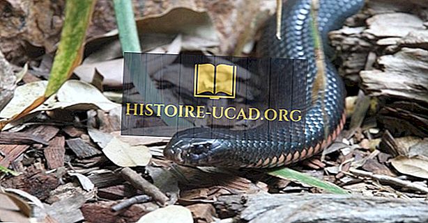 Taipans - Ausztrália halálos kígyói: Hány típus létezik?