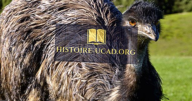 środowisko - Emu Facts: Zwierzęta Oceanii
