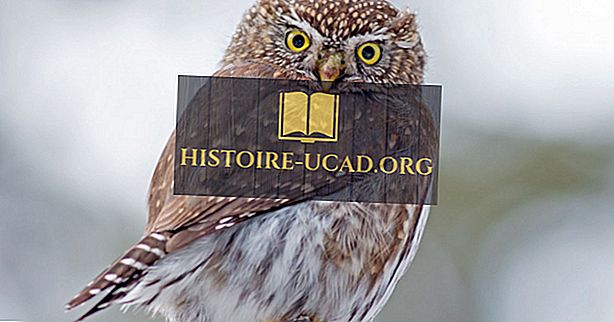 ympäristö - Northern Pygmy Owl Facts: Pohjois-Amerikan eläimet