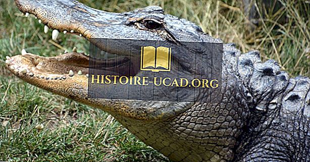 Mis vahe on alligaatori ja krokodiili vahel?