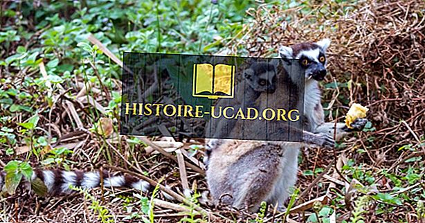 aplinką - „Ring-Tailed Lemur“ faktai: Afrikos gyvūnai