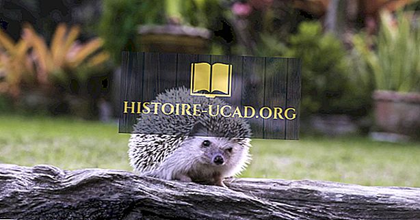Hedgehog Facts - Životinje svijeta