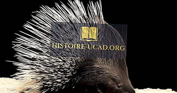 Porcupine Fakta - Dyr af verden