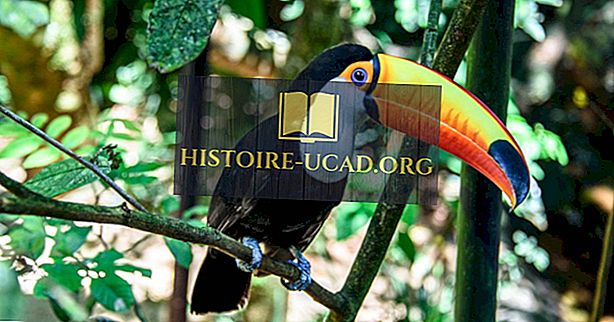 حقائق Toco Toucan - حيوانات أمريكا الجنوبية