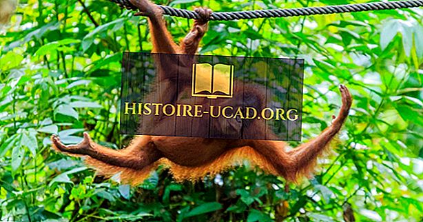 Obyvatelé Orangutanů: Důležitá fakta a čísla