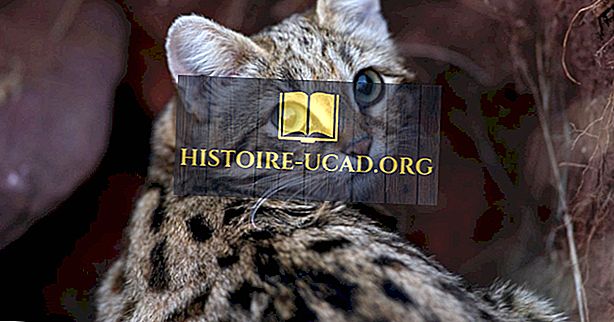 környezet - Fekete-lábú macska tények: Afrika állatai