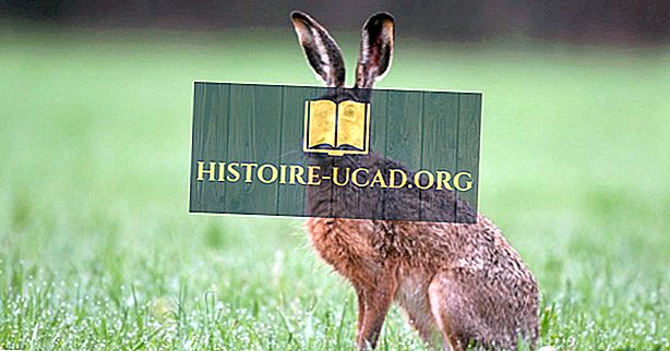 заобикаляща среда - Европейски факти за заек: животни от Европа