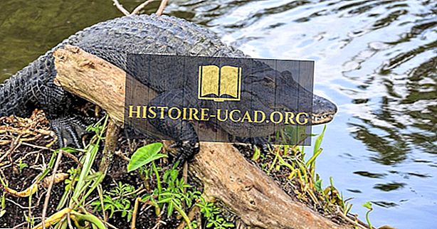 Amerikanska Alligator Fakta: Djur i Nordamerika