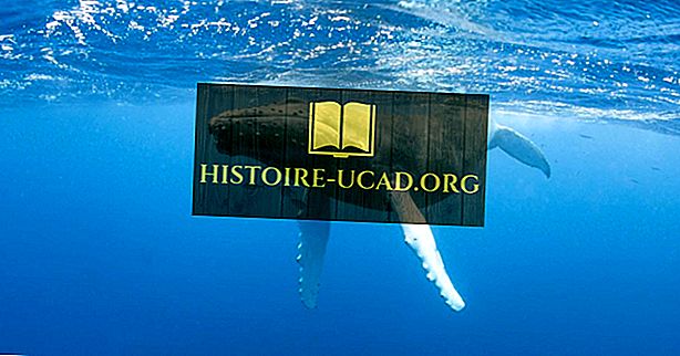 Humpback Whale Fakta: Djur av oceanerna