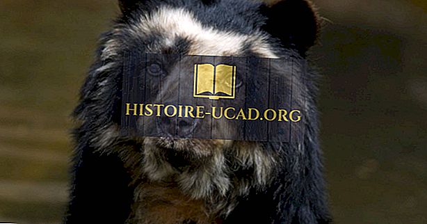 All About The Spectacled Bear, l'unica specie di orso del Sud America