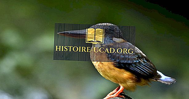 Empat Spesies Kingfisher Terancam Kritikal