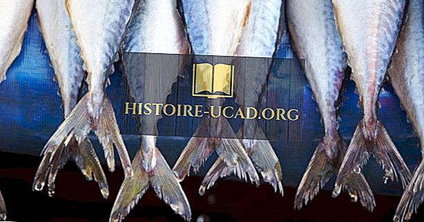 Negara-negara yang Makan Ikan Paling Banyak