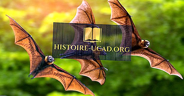 Kaip daug šikšnosparnių yra pasaulyje?